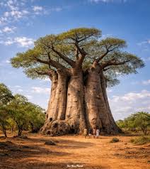 Olders tree on earth