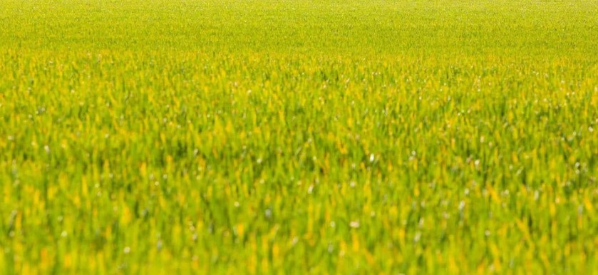 Campaign of Farmers