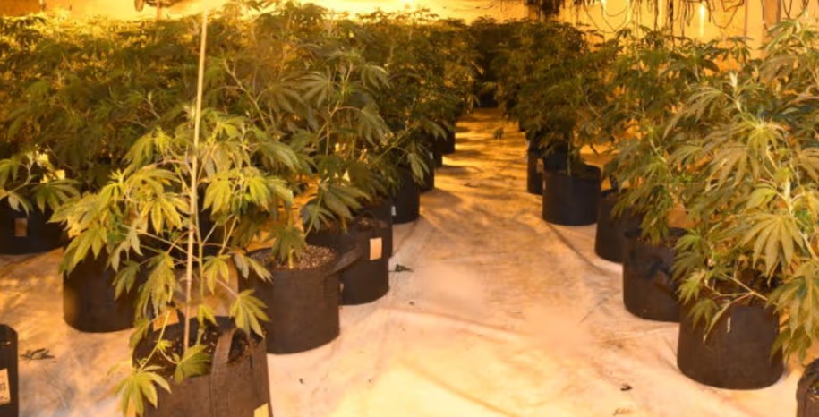Canibal farm