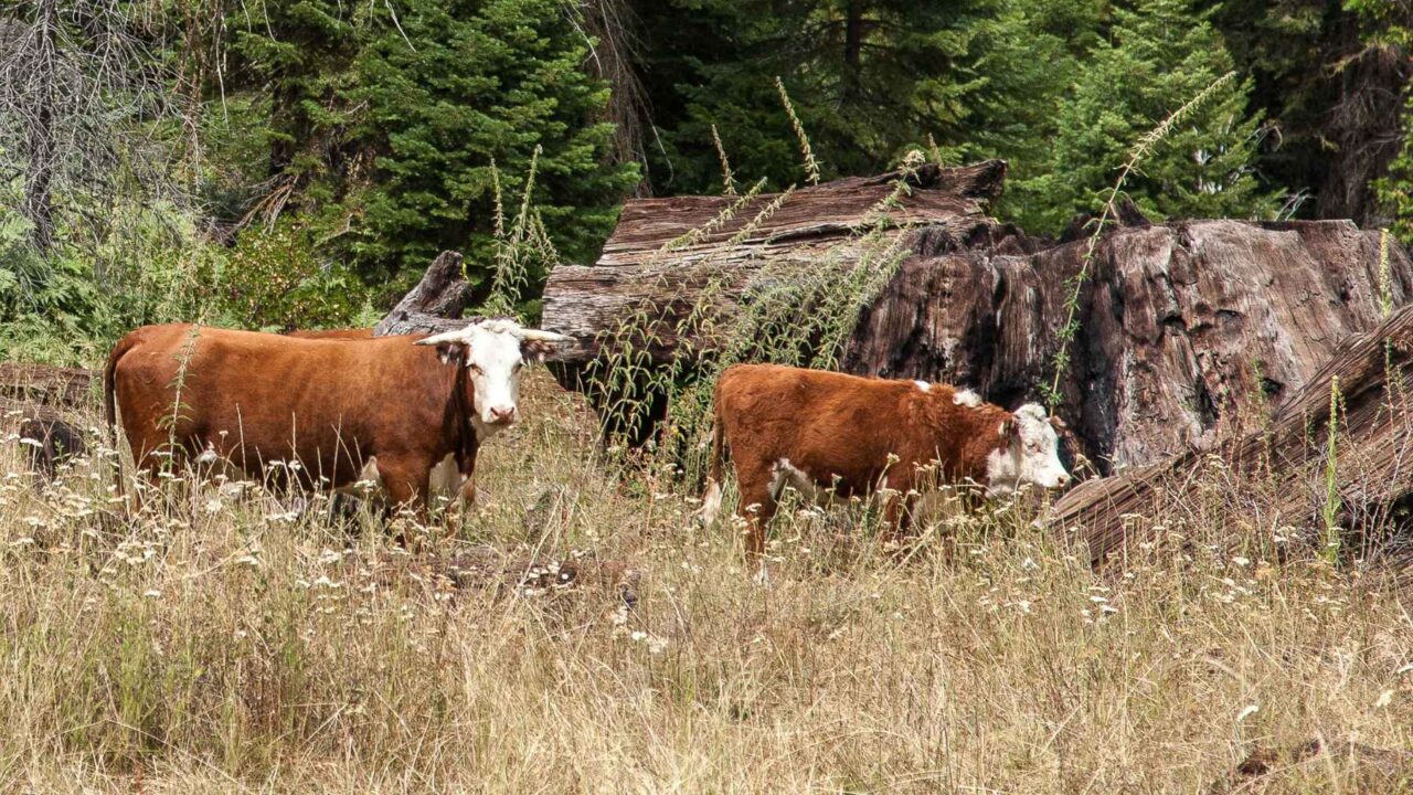 amsterdam-island-feral-cattle-genetic-study