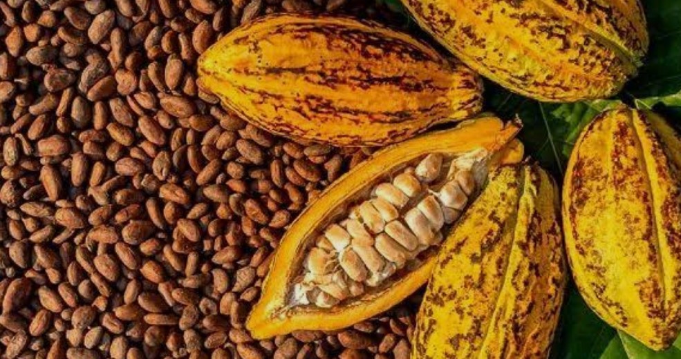 cocoa