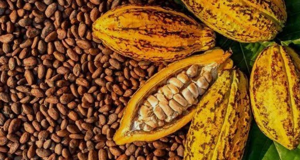 state cocoa