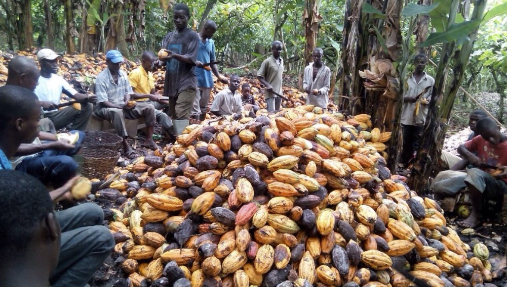 Ghana cocoa
