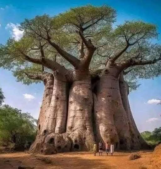 The-tree.jpg