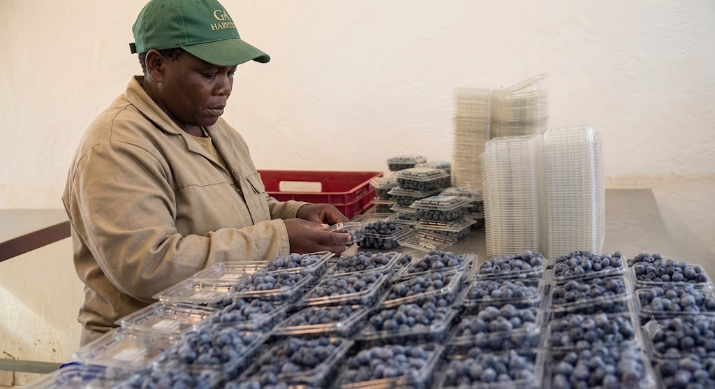 Zimbabwe-Launches-First-Commercial-Blueberry.jpg