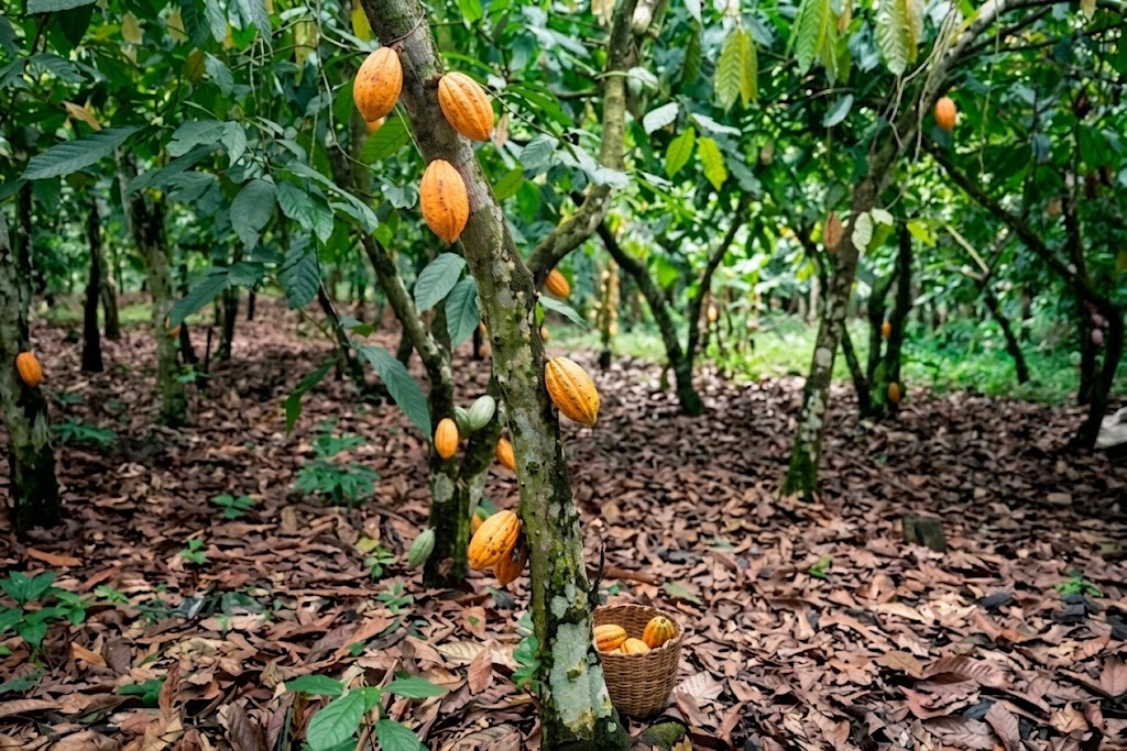 EU Deforestation Rules Put West Africa’s Cocoa Industry Under Pressure