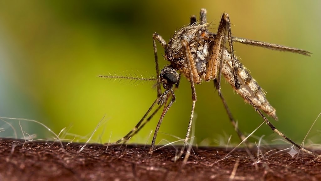 Invasive Mosquito Raises Fears