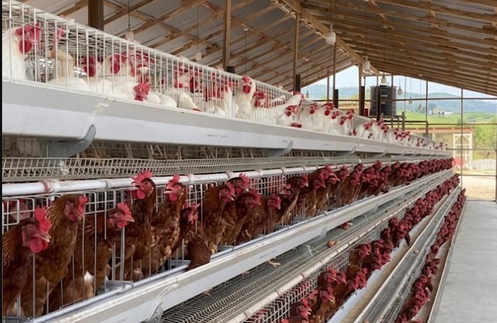 Poultry-Project-Ghanas-24-Hour-Economy.jpg