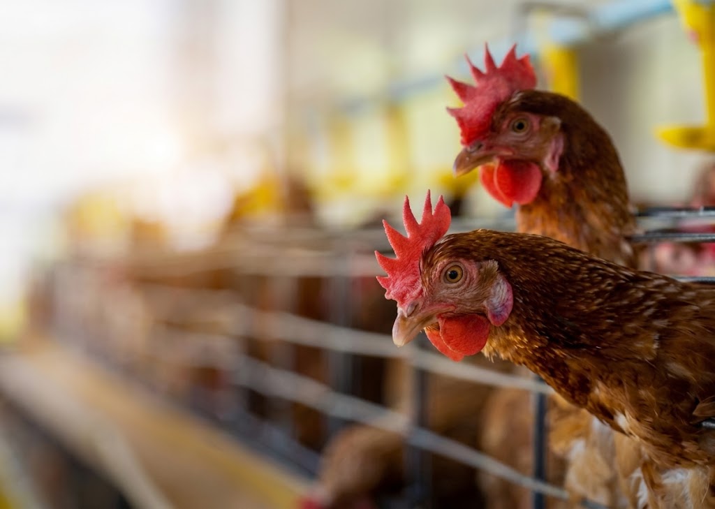 governments-flagship-poultry-initiative2.jpg