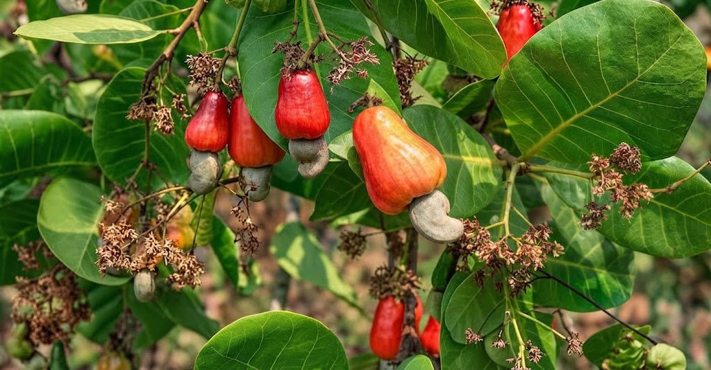 Ghana Unveils $200 Million Tree-Crop