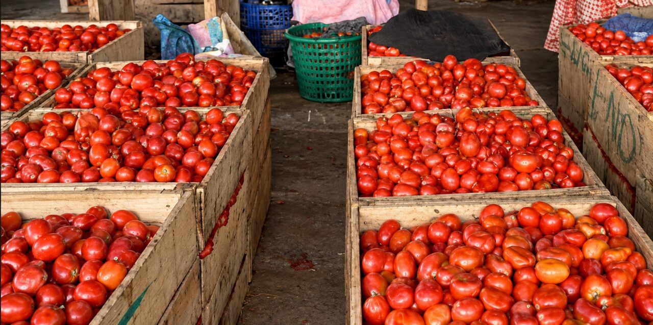 Horticulturists Urge Government to Engage Experts to Address Tomato
