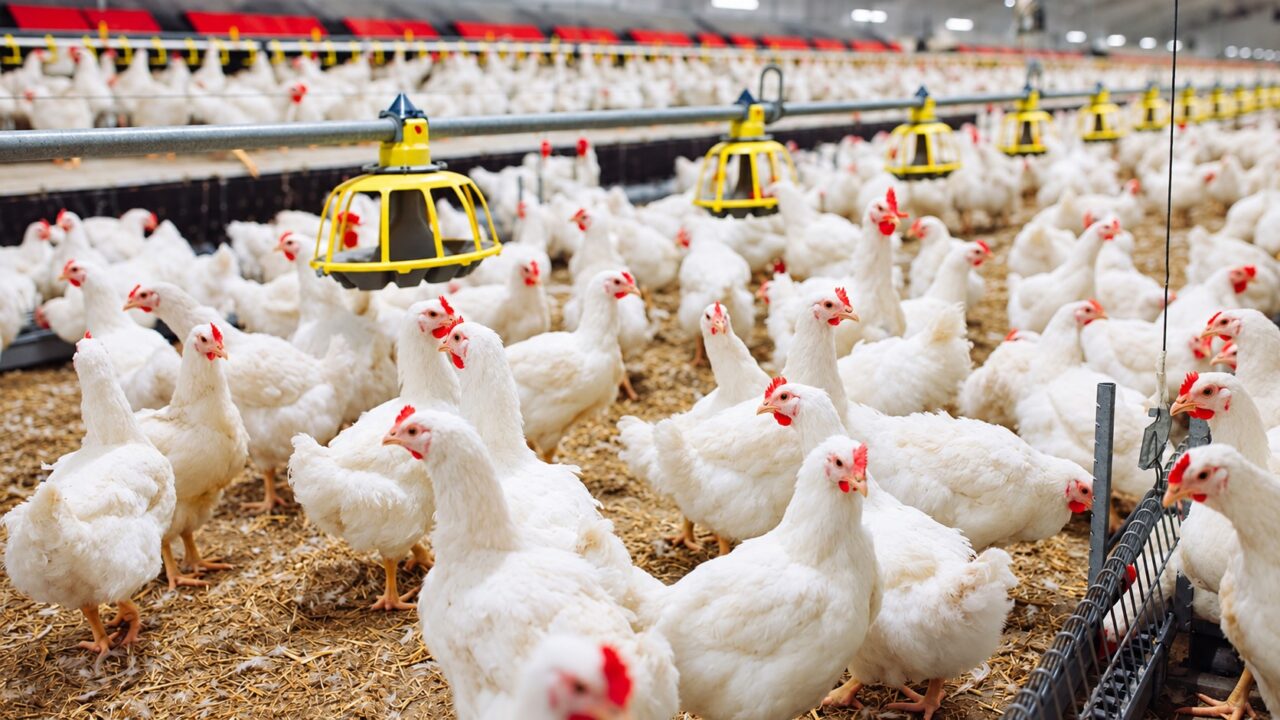 Poultry Farmers Warn of At Least 15% Price Increase Ahead of Christmas