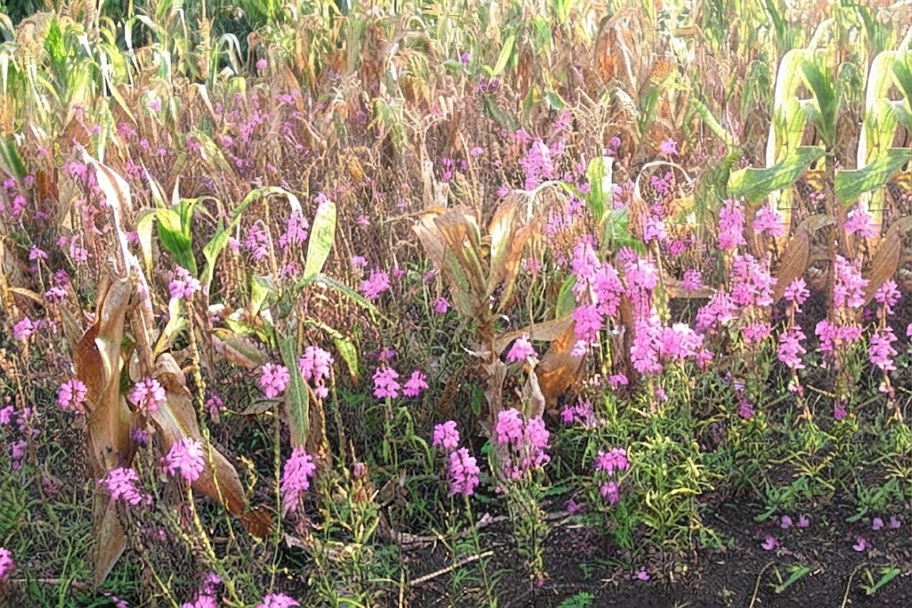 Thousands of acres of cereal farms across northern Ghana2